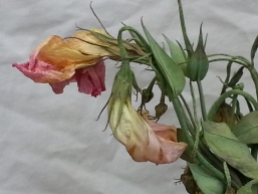 dead flowers1
